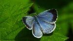 Modraszek wieszczek (Celastrina argiolus)