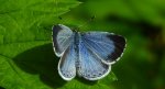 Modraszek wieszczek (Celastrina argiolus)
