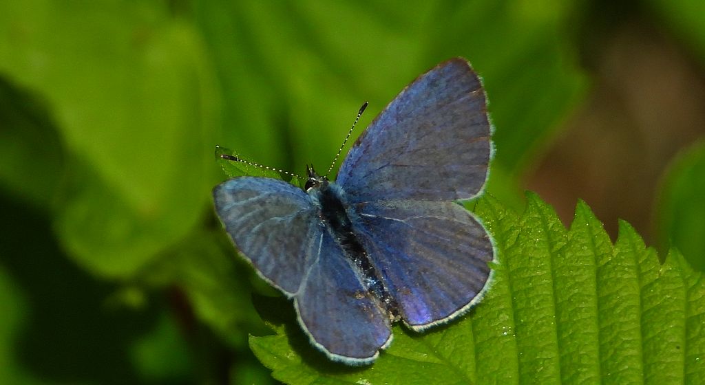 Modraszek wieszczek (Celastrina argiolus)