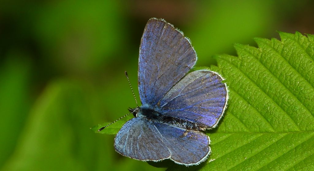 Modraszek wieszczek (Celastrina argiolus)