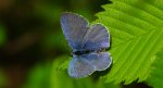 Modraszek wieszczek (Celastrina argiolus)