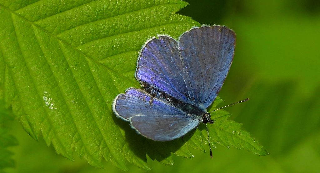 Modraszek wieszczek (Celastrina argiolus)