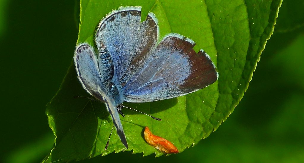 Modraszek wieszczek (Celastrina argiolus)