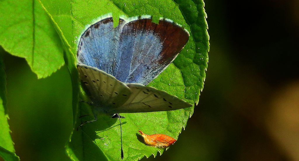 Modraszek wieszczek (Celastrina argiolus)