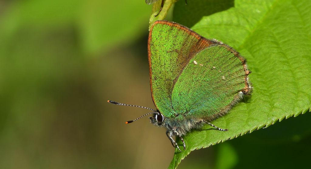 Zieleńczyk ostrężyniec (Callophrys rubi)