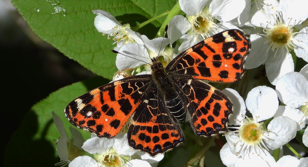 Rusałka kratkowiec (Araschnia levana)