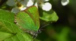 Zieleńczyk ostrężyniec (Callophrys rubi)