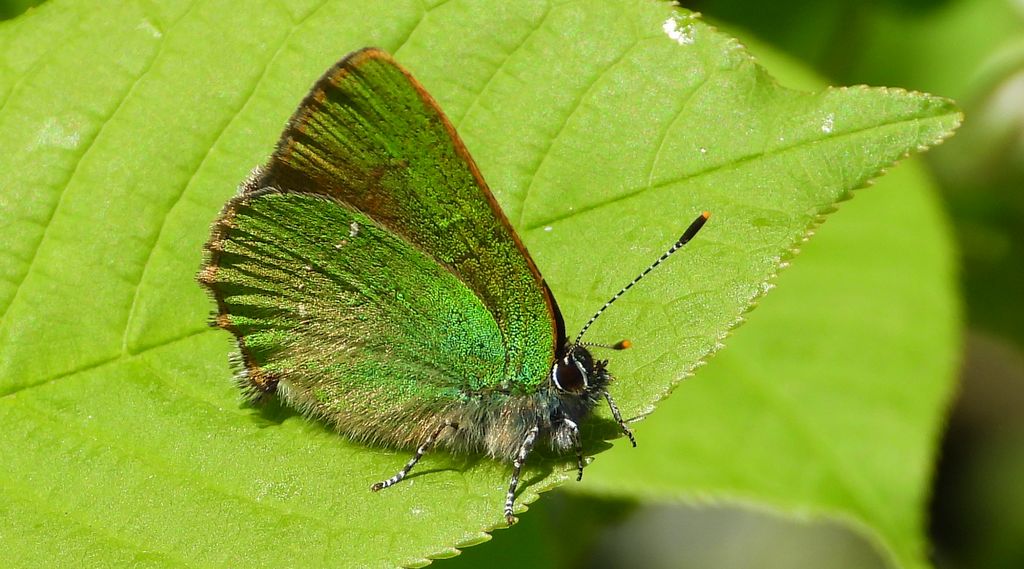 Zieleńczyk ostrężyniec (Callophrys rubi)