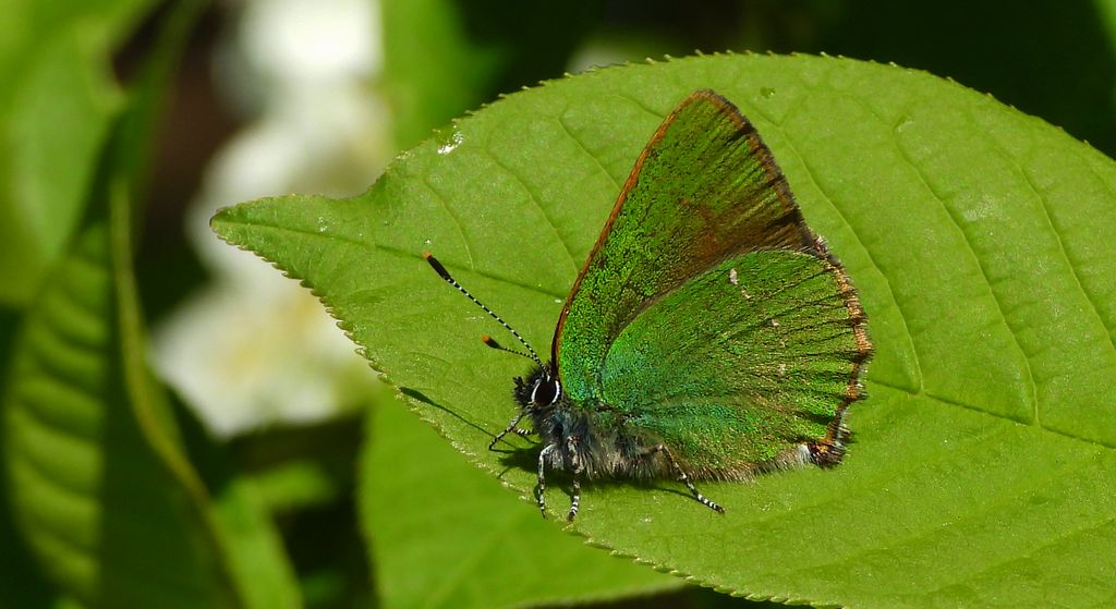 Zieleńczyk ostrężyniec (Callophrys rubi)