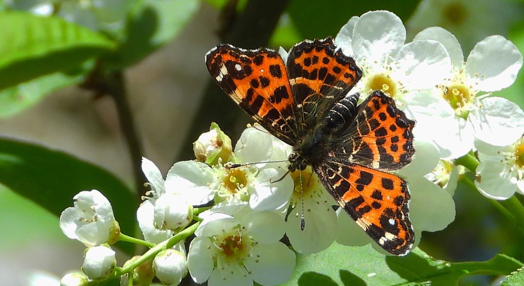 Rusałka kratkowiec (Araschnia levana)