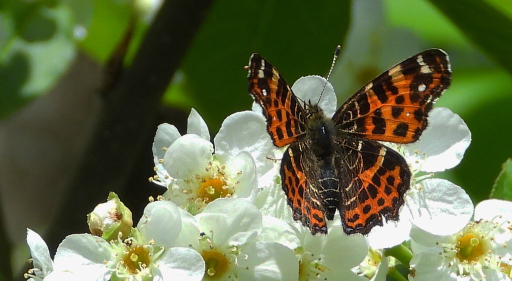 Rusałka kratkowiec (Araschnia levana)