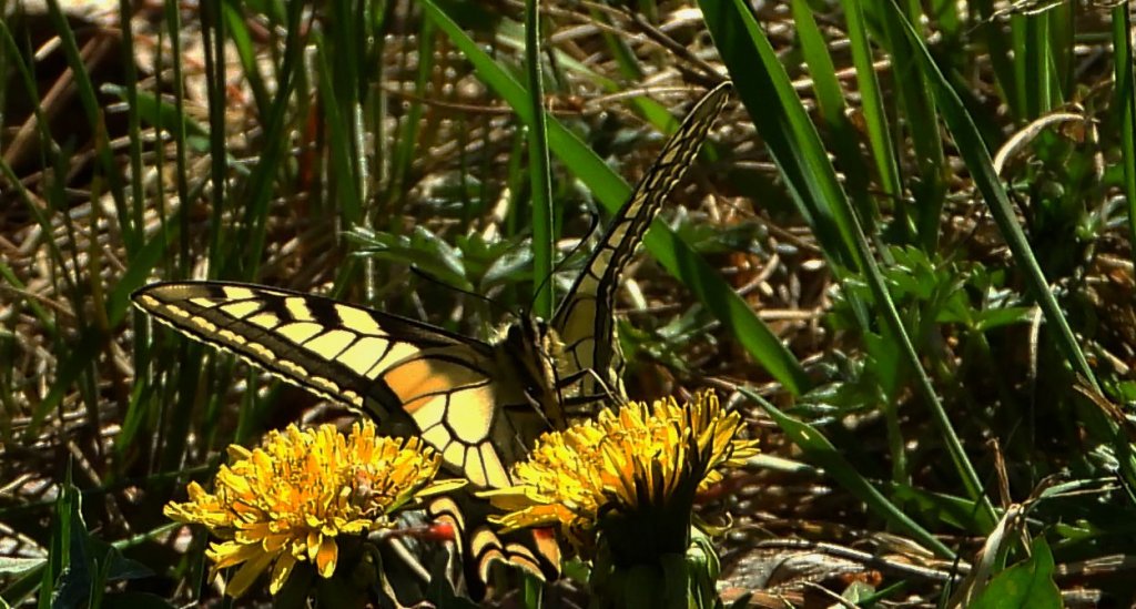 Paź królowej (Papilio machaon)