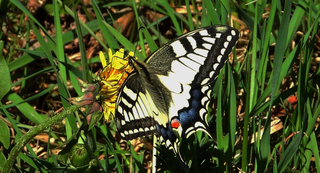 Paź królowej (Papilio machaon)