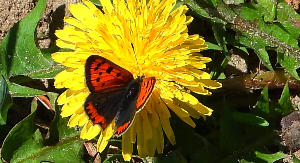 Czerwończyk żarek (Lycaena phlaeas syn. Lycaena phlaeoides)