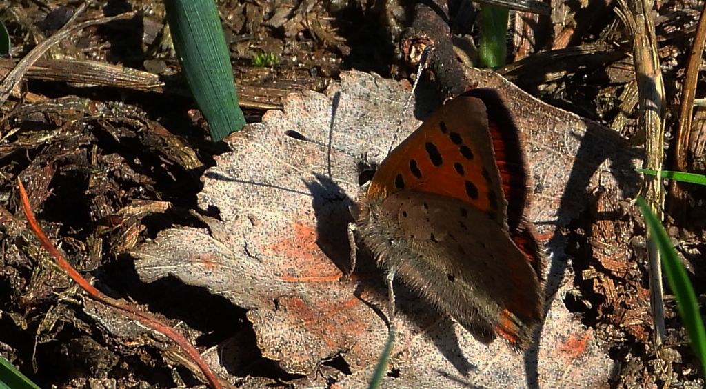 Czerwończyk żarek (Lycaena phlaeas syn. Lycaena phlaeoides)