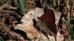 Czerwończyk żarek (Lycaena phlaeas syn. Lycaena phlaeoides)