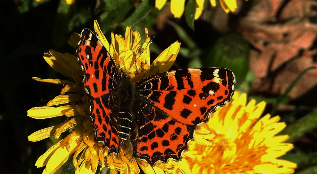 Rusałka kratkowiec (Araschnia levana)