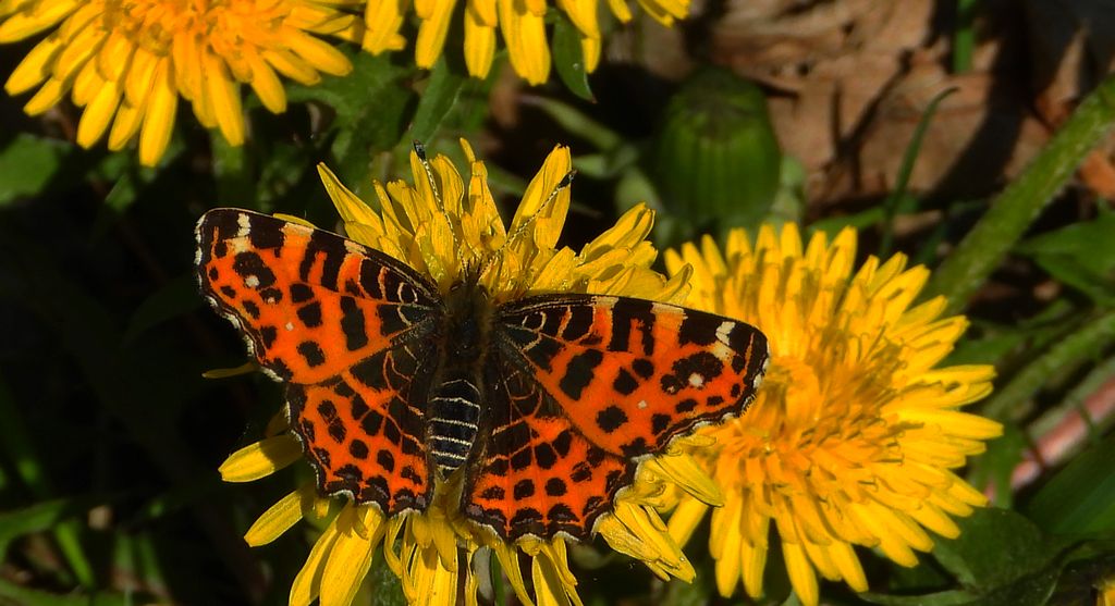 Rusałka kratkowiec (Araschnia levana)