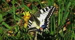 Paź królowej (Papilio machaon)