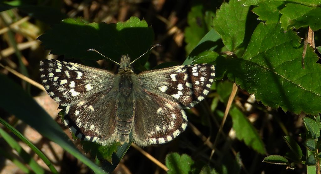 Powszelatek malwowiec (Pyrgus malvae)