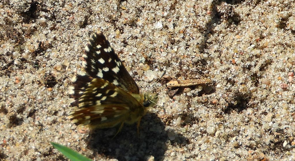 Powszelatek malwowiec (Pyrgus malvae)