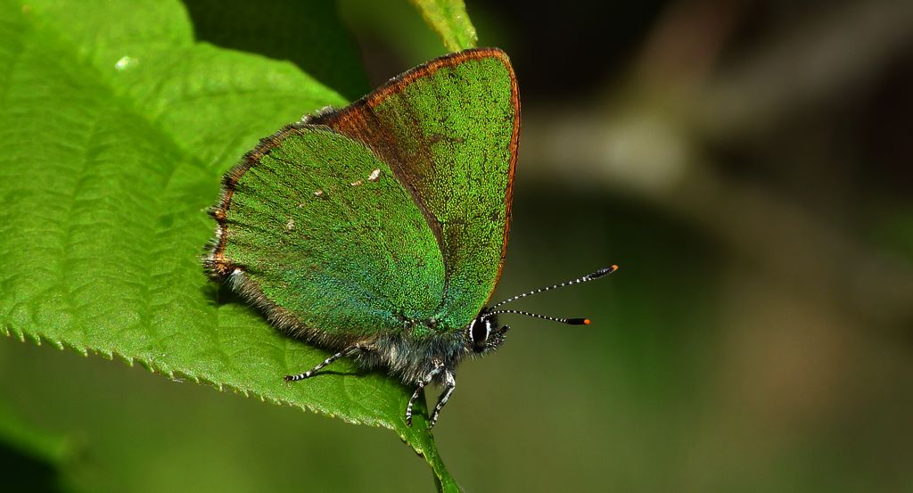 Zieleńczyk ostrężyniec (Callophrys rubi)