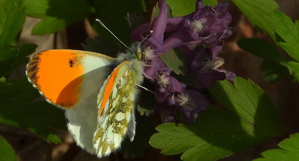 Zorzynek rzeżuchowiec (Anthocharis cardamines)