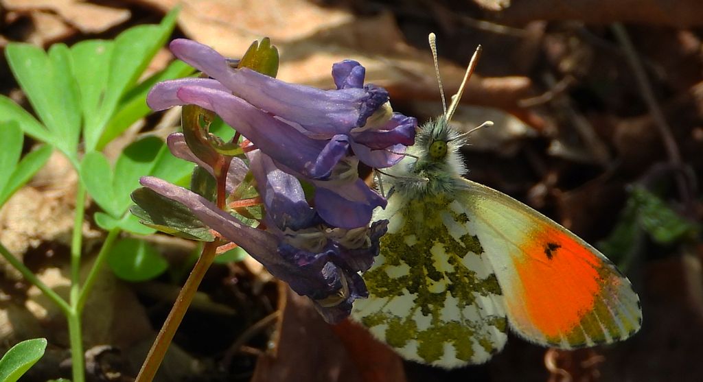 Zorzynek rzeżuchowiec (Anthocharis cardamines)