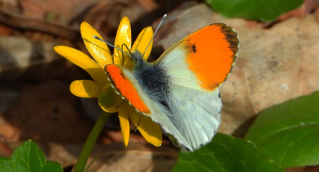 Zorzynek rzeżuchowiec (Anthocharis cardamines)