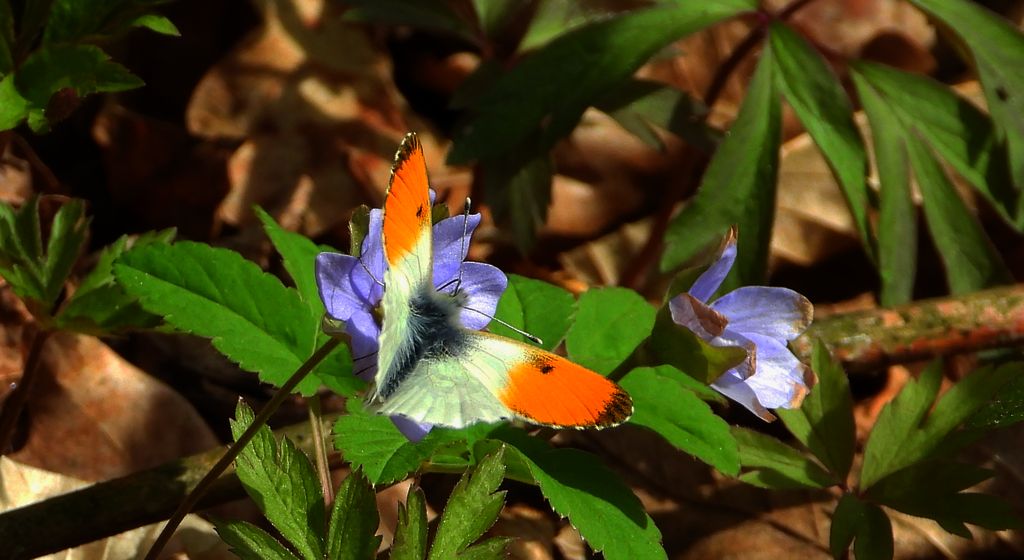 Zorzynek rzeżuchowiec (Anthocharis cardamines)