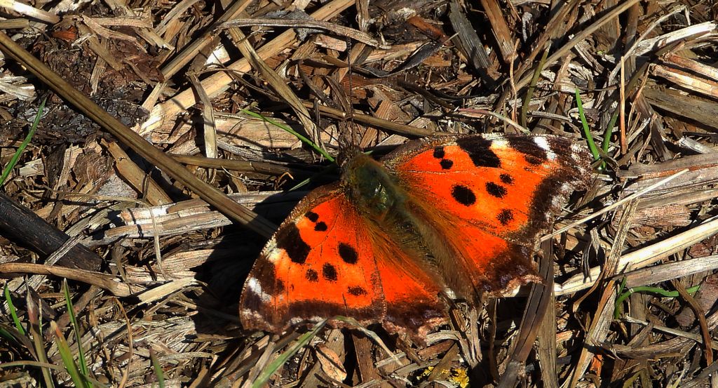 Rusałka drzewoszek (Nymphalis xanthomelas)
