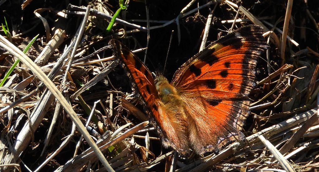 Rusałka drzewoszek (Nymphalis xanthomelas)