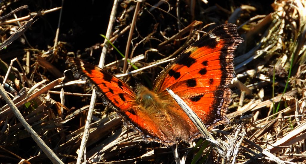 Rusałka drzewoszek (Nymphalis xanthomelas)