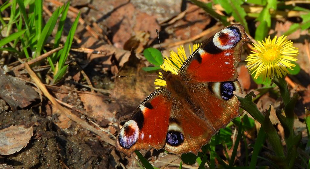 Rusałka pawik, pawie oczko (Aglais io)
