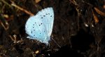 Modraszek wieszczek (Celastrina argiolus)