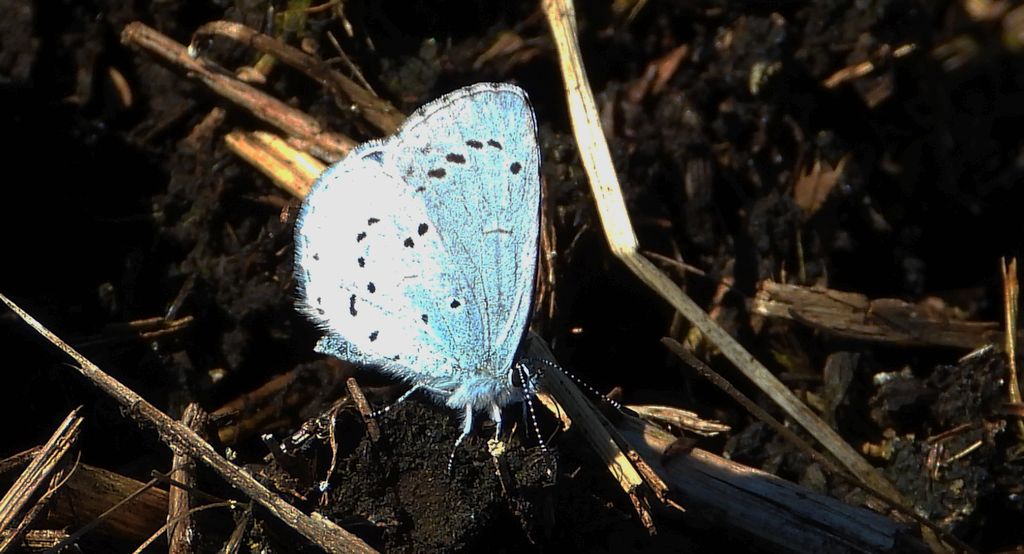 Modraszek wieszczek (Celastrina argiolus)