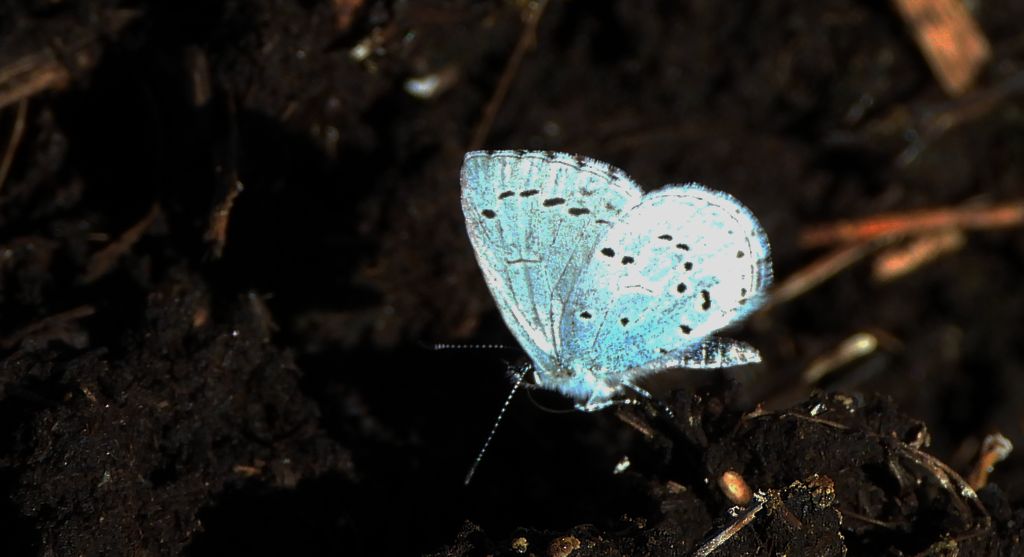 Modraszek wieszczek (Celastrina argiolus)