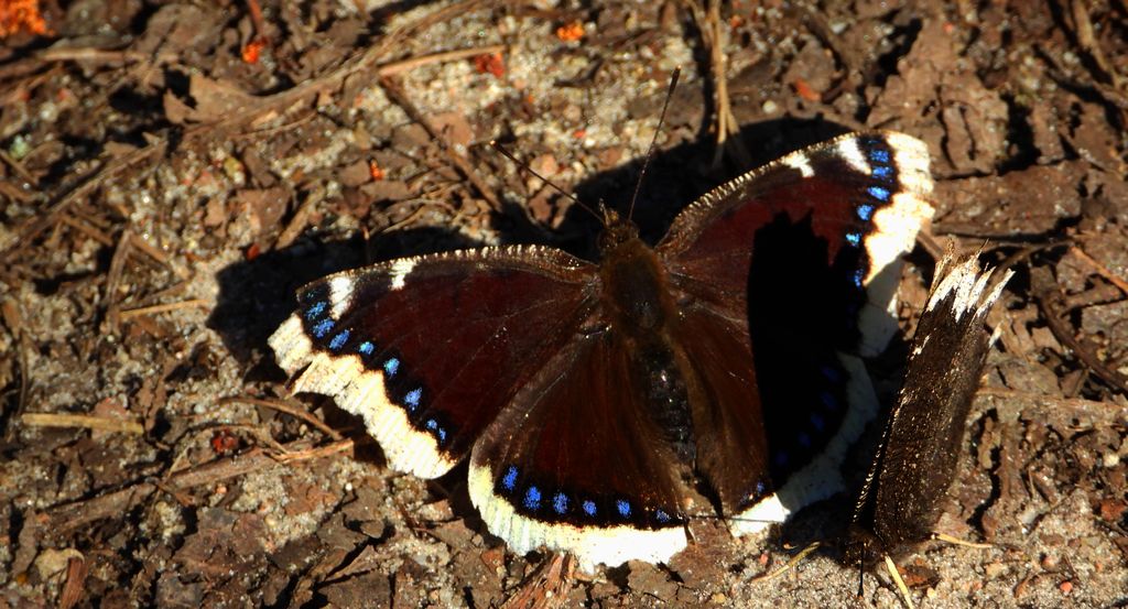 Rusałka żałobnik (Nymphalis antiopa)