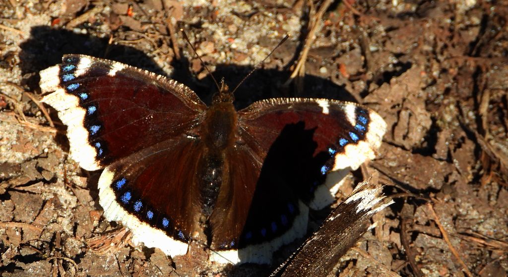 Rusałka żałobnik (Nymphalis antiopa)
