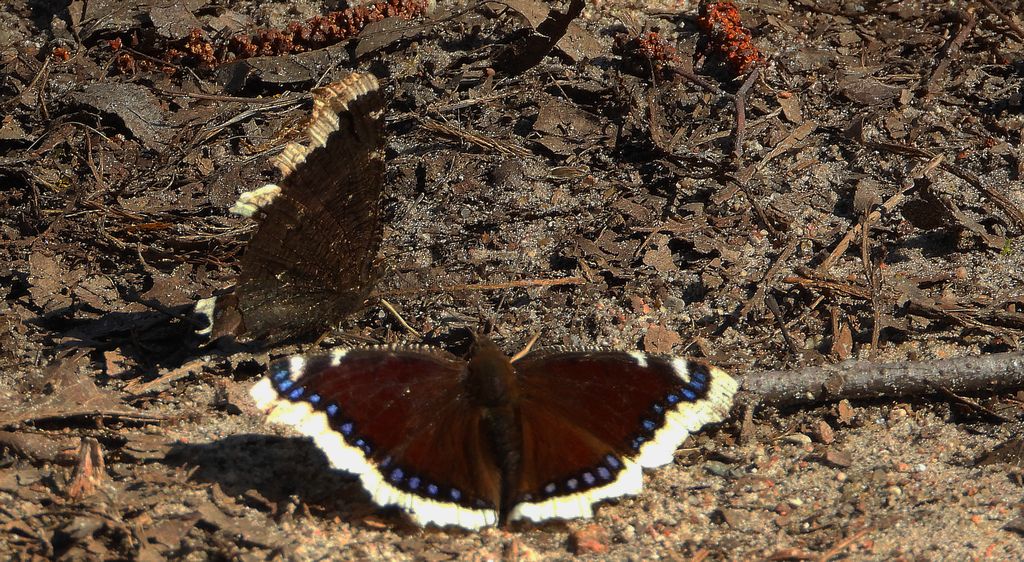 Rusałka żałobnik (Nymphalis antiopa)
