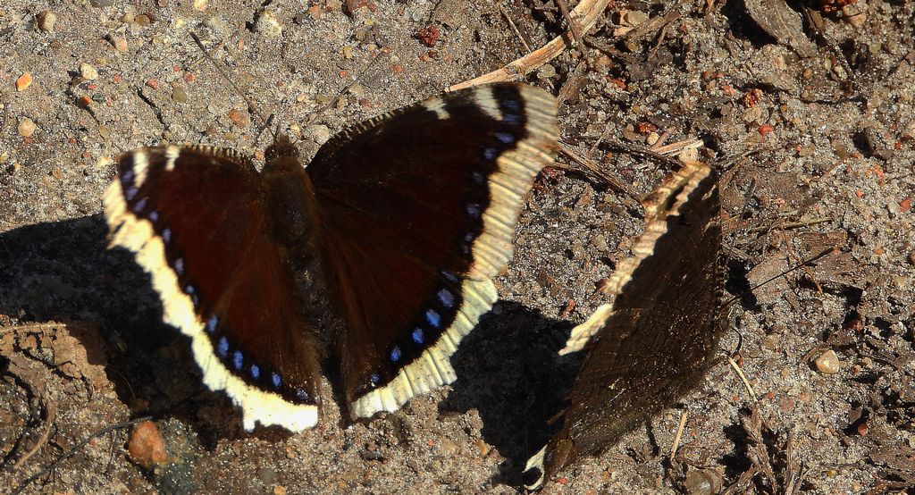 Rusałka żałobnik (Nymphalis antiopa)