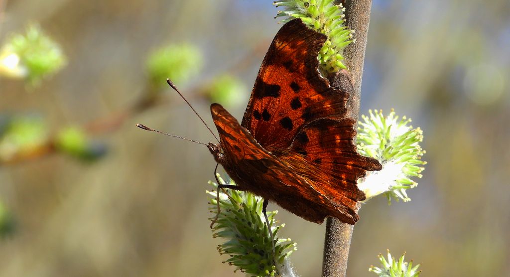 Rusałka ceik (Polygonia c-album L.)
