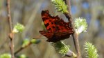 Rusałka ceik (Polygonia c-album L.)
