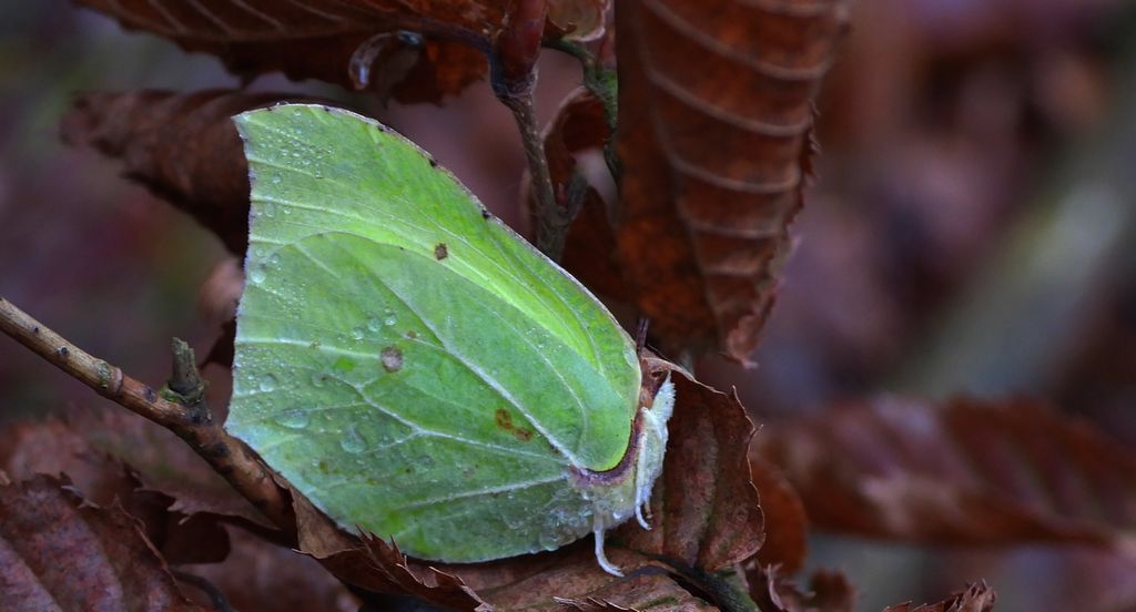 Latolistek cytrynek, listkowiec cytrynek (Gonepteryx rhamni)