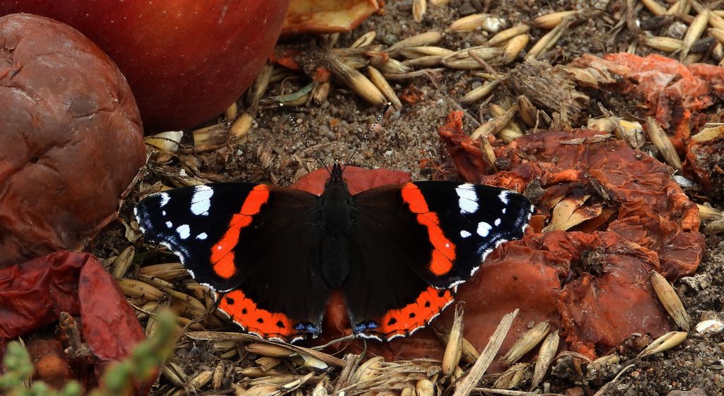 Rusałka admirał (Vanessa atalanta)