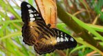 Parthenos sylvia