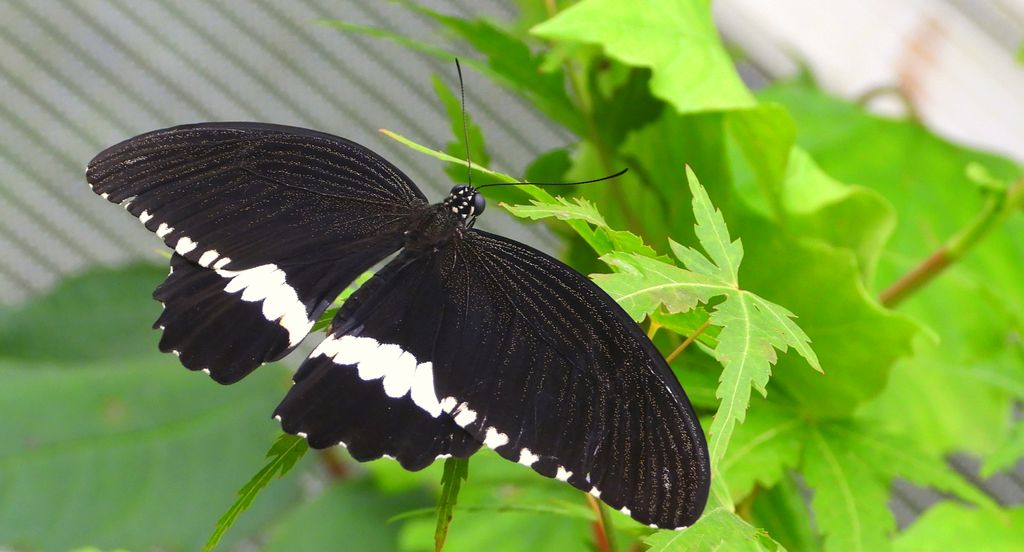 Papilio polytes