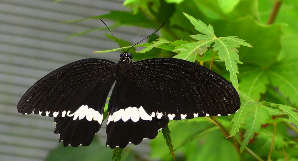 Papilio polytes