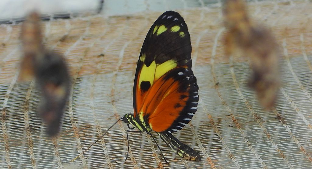 Heliconius ismenius