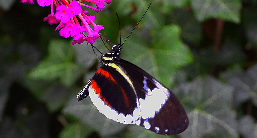 Heliconius erato